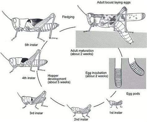 Locust Insect Life Cycle