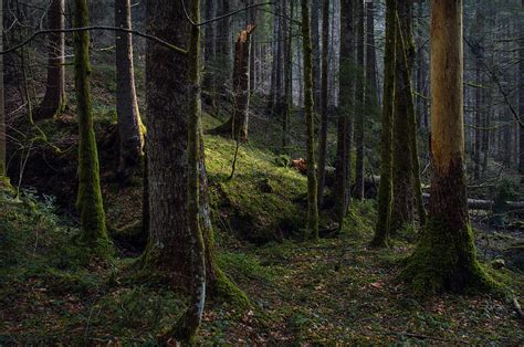 Early Spring Forest Photograph by Peter Pier - Fine Art America