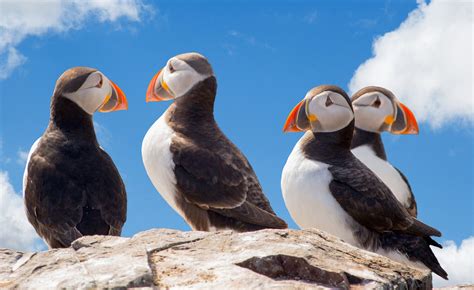 Puffin - Amazing Canadian Wildlife - Northwood Press