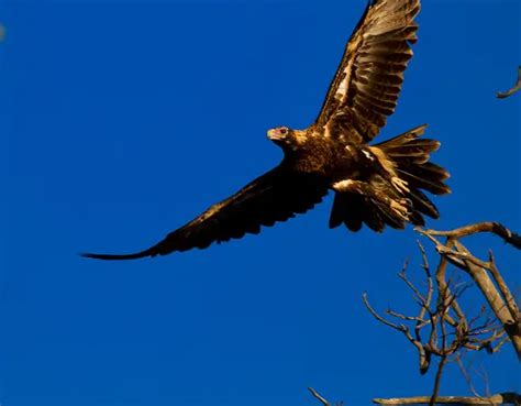 wedge tailed eagle facts - Animals Time