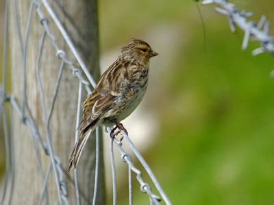 Eigg - Highland Birds