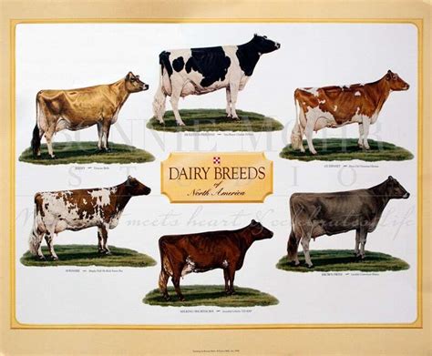 Dairy Breeds poster - art featuring Ayrshire, Brown Swiss, Guernsey ...