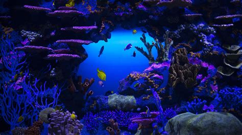 Coral Reef Stones Schooling oF Fish Underwater 4K HD Nature Wallpapers ...