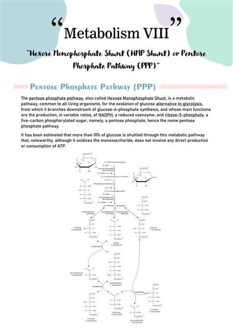 SOLUTION: 15. Biochemistry Summary - Hexose Monophosphate Shunt (HMP ...