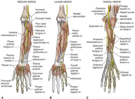 Hand Nerve Anatomy - Anatomical Charts & Posters