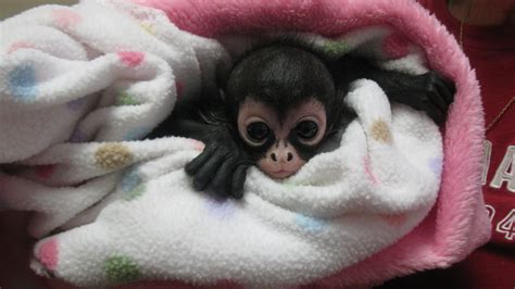 Blog : Pet of the Week: Alley, the Spider Monkey - Care Animal Hospital