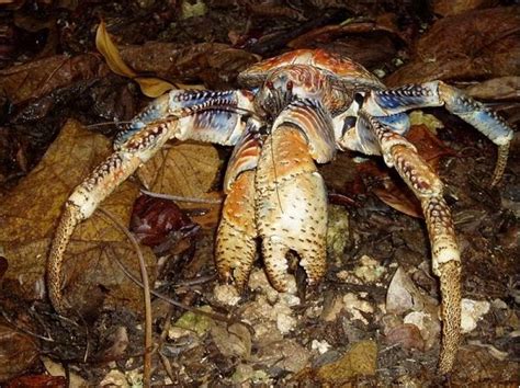 Coconut Crab - found in the Australian Pacific Region ~ what a ...