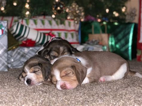 Christmas Beagles!!! : r/beagle