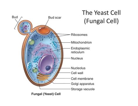 Fungal Cell Diagram Labeled