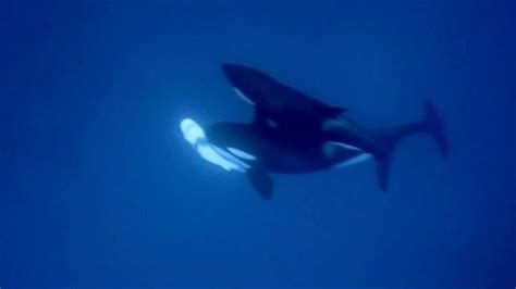 Killer Whales Eating Great White Sharks