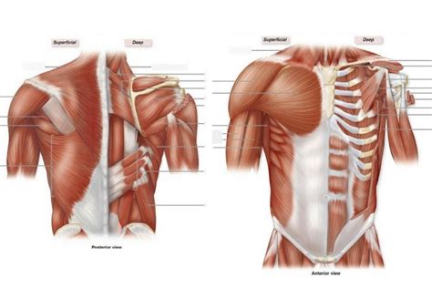 Muscles that move the Pectoral Girdle Diagram | Quizlet