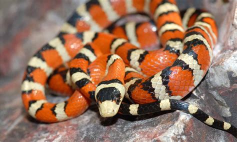 Discover the Snakes of Zion National Park (One is a Venomous ...