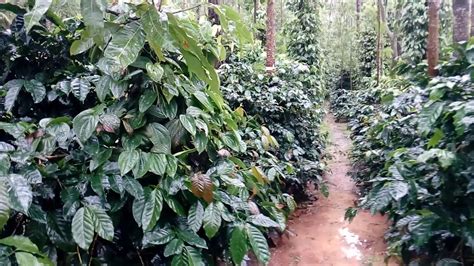 Coffee plantation in chikmagalur, india - YouTube