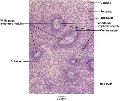 16+ Anatomy Diagram Spleen Gif