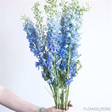 Light Blue Delphinium Flower | Light blue delphinium, Blue flower ...