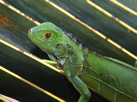 Green Iguana (Iguana iguana) ~ My Pet