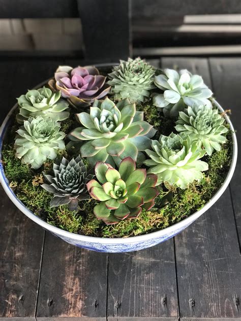 Succulent Bowl in Los Angeles, CA | Flowers With Love