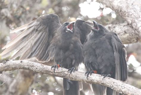 Division of Forestry and Wildlife: Wildlife Program | ʻAlalā