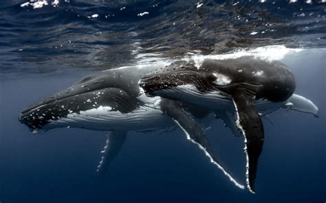 Blue Whale Wallpapers - Wallpaper Cave