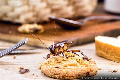 The 19 Best Sprays, Baits and Traps for German Cockroaches - Pest Pointers