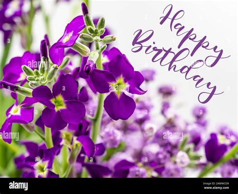 Feliz cumpleaños con hermosas flores púrpura Fotografía de stock - Alamy