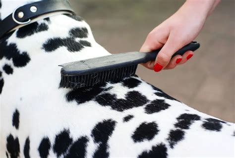 How to Cut Matted Dog Hair without Injuring Your Dog | Glamorous Dogs