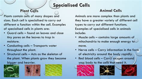 Specialized Cells Comparison - Plants vs Animals