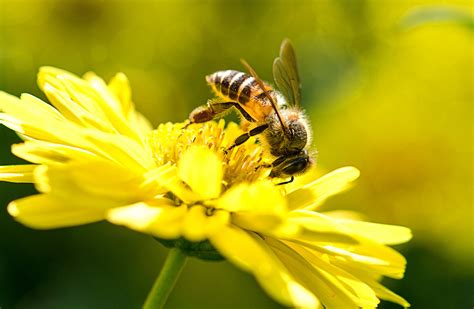 Animals and plants are disappearing faster than at any other time in ...