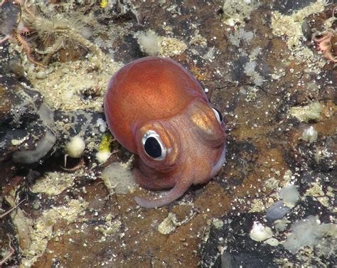 Trawling is destroying our deep-sea coral gardens and the planet's ...