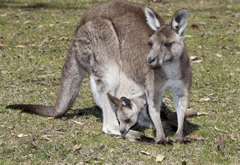 Kangaroo with baby stock photo. Image of outback, kangaroo - 162098372