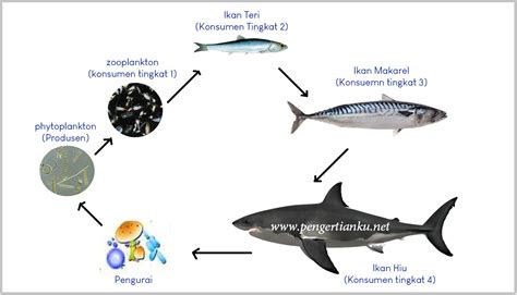 Contoh Rantai Makanan di Laut: Pengertian dan Komponennya