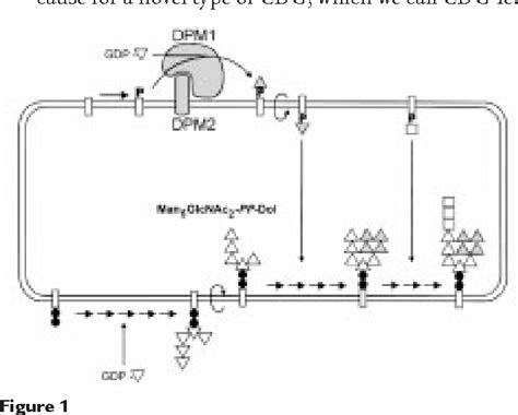 dolichol pyrophosphate | Semantic Scholar