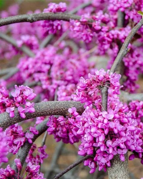 7 Breathtaking Weeping Redbud Trees You Need to See