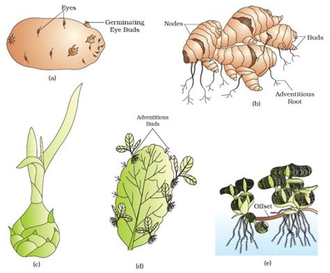 NCERT Class XII Biology Chapter 1 : Reproduction in Organisms | AglaSem ...