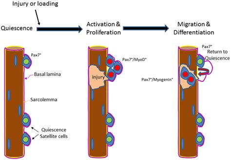 Frontiers | Regulation of Satellite Cell Function in Sarcopenia