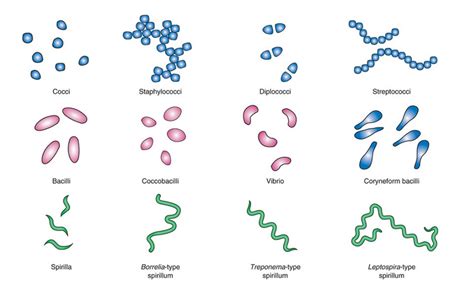 Shapes of Bacteria: Cocci, Bacilli, and Spirochetes • Microbe Online