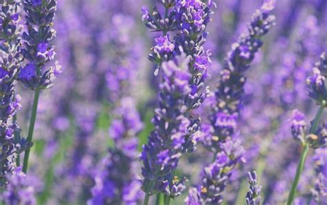 Lavender Oil to maintain Stress and Anxiety - Motherly Journey