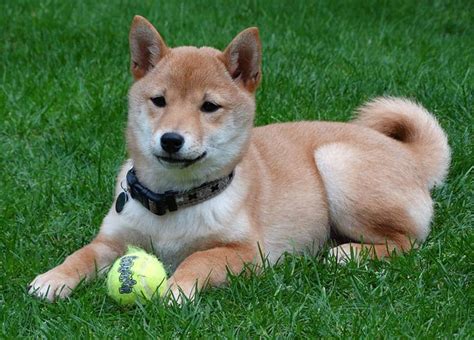 Shiba Inu Price – How Much Do They Cost & Why?