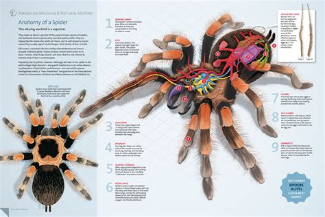 Spider anatomy, for the American Museum of Natural History ...