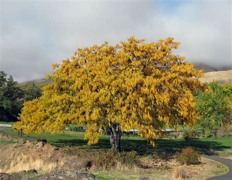 Gleditsia triacanthos 8 seeds – Trigg Plants