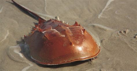 Horseshoe Crab - A-Z Animals