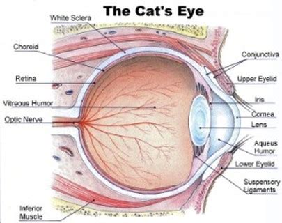 Cat Eyes (Sense of Sight) - Cool Facts About Cats (Anatomy of Cats Senses)