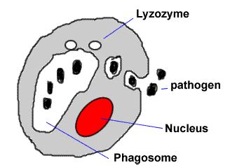 Phagocytes