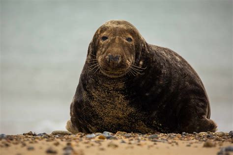 Gray Seal Facts (Halichoerus grypus)