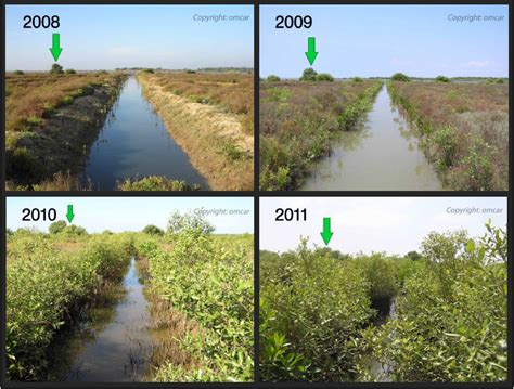 four different views of the same river and marshland, with green arrows ...