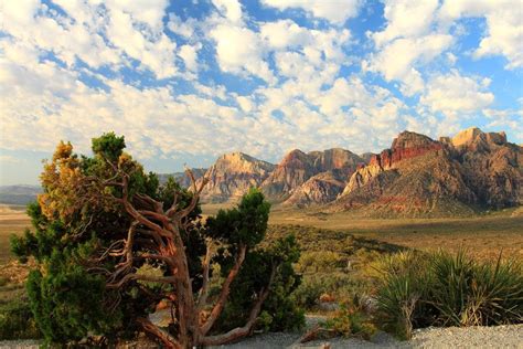 Desert Tree at Red Rock Canyon, Nevada