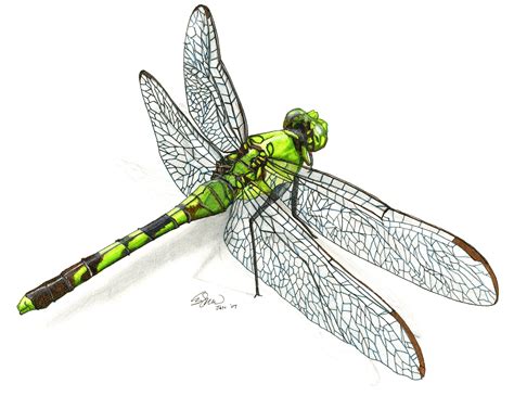 Dragonfly in ink and color pencil : r/drawing