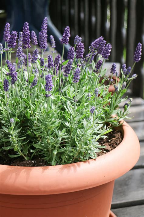 Growing Lavender in Pots Year Round - The tips You need!