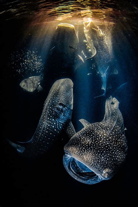 Underwater Photographer of the Year winner revealed - BBC News