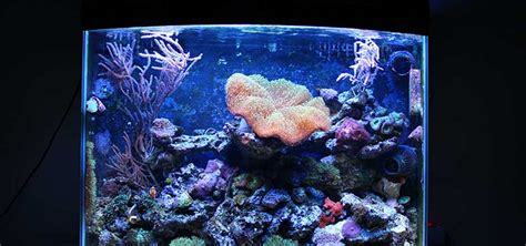 Nano Reef Setup, Part 1 | Tropical Fish Hobbyist Magazine